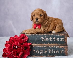 Dallas F1 Cavapoo